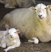 Factores que influencían el diagnóstico de gestación en los ovinos
