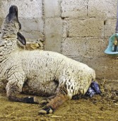 Factores de la oveja, del cordero y del ambiente
