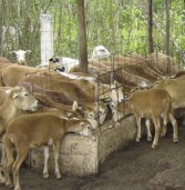 Características de ranchos ovinos en Yucatán