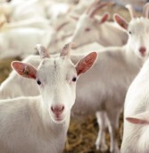 Manejo reproductivo de cabras en agostadero
