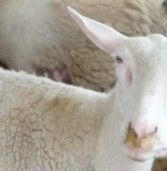 Linfadenitis caseosa en ovinos y caprinos