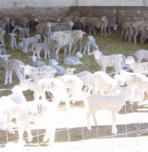 Identificación del ganado ovino (primera parte)