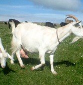 Factores que afectan la producción y composición de la leche de cabra