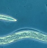 Controlando a los nematodos gastrointestinales en pequeños rumiantes