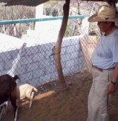 Atajos ovinos y caprinos en la Mixteca Oaxaqueña