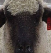 La identificación del ganado ovino (Tercera parte)