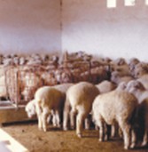 Aspectos sanitarios en el manejo de ovejas Parte 2