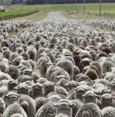 Alimentación dirigida para mejorar la eficiencia reproductiva de los ovinos