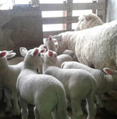Indicadores productivos básicos en la producción de carne ovina
