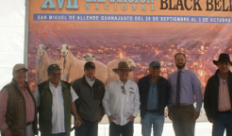 Sorprende la calidad genética de los ovinos en San Miguel de Allende, Guanajuato
