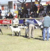 Día del Ovinocultor en el marco de la Expogan Chihuahua 2012