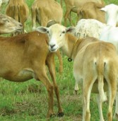 Aspectos fundamentales para el éxito en la producción ovina