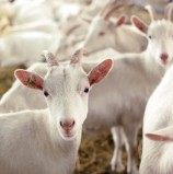Manejo reproductivo de cabras en agostadero