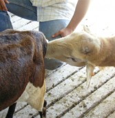 Desarrollo de una prueba de líbido rápida en sementales ovinos