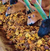 Una alternativa para la alimentación de ovinos en el trópico seco
