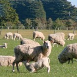 Influencia de la nutrición en la reproduccion de las ovejas