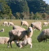 Influencia de la nutrición en la reproduccion de las ovejas