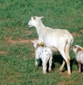 ¿Es rentable la engorda de corderos?
