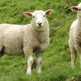 El empleo de cruzamientos en la producción de carne ovina