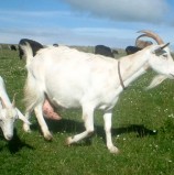 Factores que afectan la producción y composición de la leche de cabra