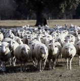 Manejo sanitario integral del rebaño ovino