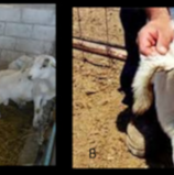 Bienestar animal en ovinos y comportamiento en infecciones parasitarias
