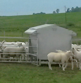 Decálogo para aumentar los Kg de corderos vendidos/ ovejas servidas